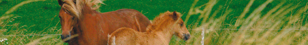 balken-kleinpferde.jpg